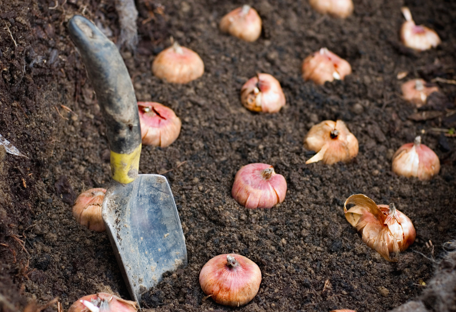 bulbs being planted in the dirt